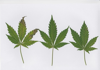 Growreport Bild 1