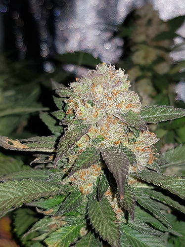 Growreport Bild 11