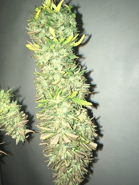Growreport Bild 1
