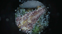 Growreport Bild 7