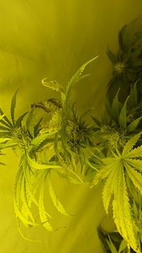 Growreport Bild 3