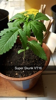 Growreport Bild 15