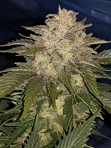 Growreport Bild 2