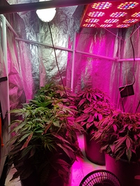 Growreport Bild 1
