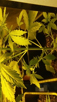 Growreport Bild 21