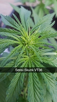 Growreport Bild 2