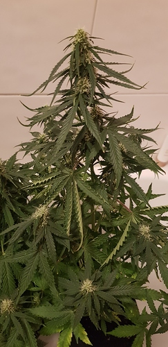 Growreport Bild 7