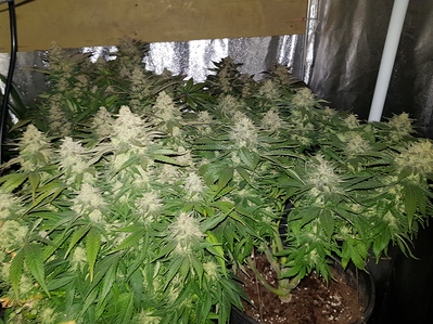 Growreport Bild 9