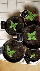Growreport Bild 13