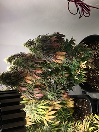 Growreport Bild 1