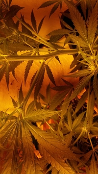 Growreport Bild 5