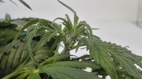 Growreport Bild 4