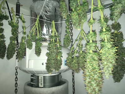 Mein 2. Grow mit fem. power plant