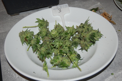 Growreport Bild 15