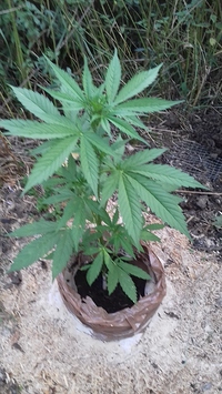 Growreport Bild 14