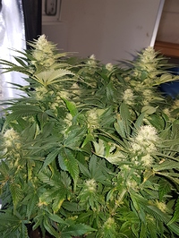 Growreport Bild 4