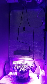 Growreport Bild 1