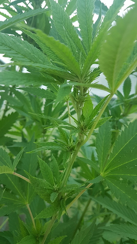 Growreport Bild 6
