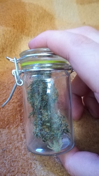 Growreport Bild 4