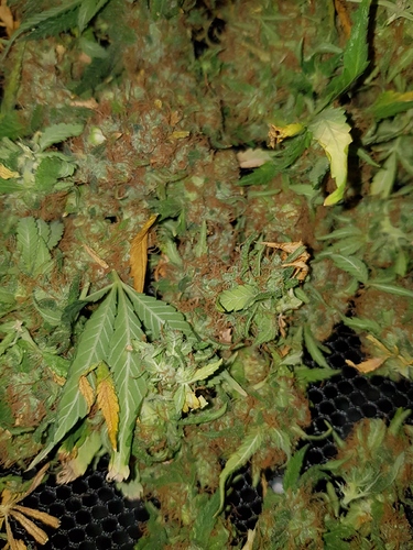 Growreport Bild 12