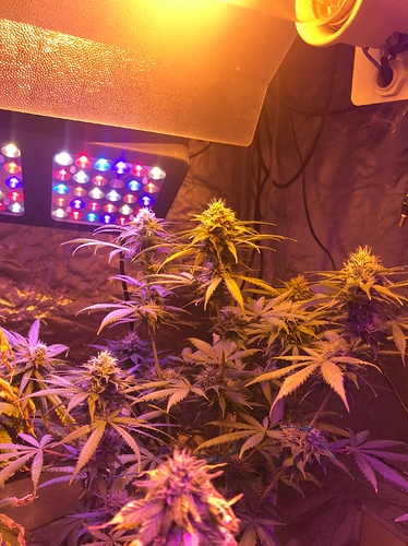Growreport Bild 5