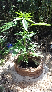 Growreport Bild 10