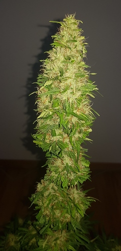 Growreport Bild 14