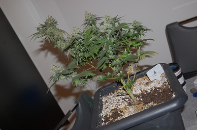 Growreport Bild 6