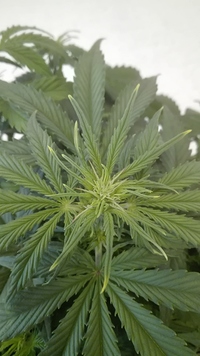 Growreport Bild 2