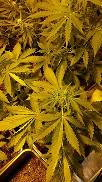 Growreport Bild 41