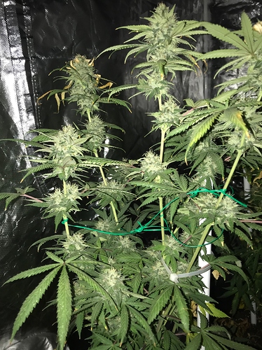 Growreport Bild 2