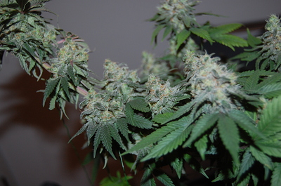 Growreport Bild 7
