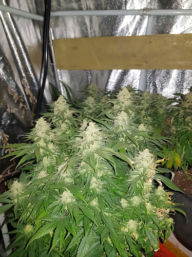 Growreport Bild 16