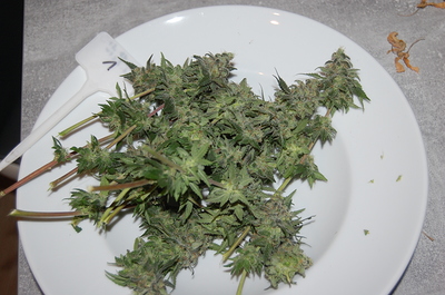 Growreport Bild 8