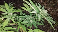 Growreport Bild 1
