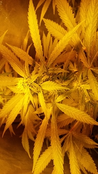 Growreport Bild 29
