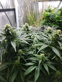 Growreport Bild 7
