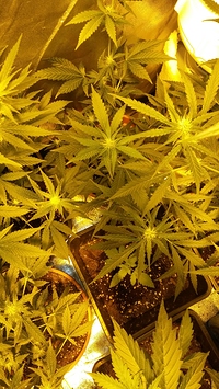 Growreport Bild 28