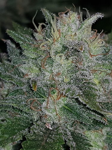 Growreport Bild 33
