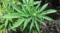 Growreport Bild 6