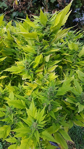 Growreport Bild 8