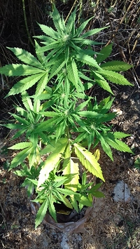 Growreport Bild 10