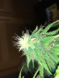 Growreport Bild 1