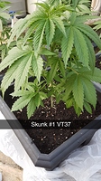 Growreport Bild 1