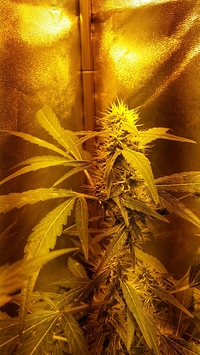 Growreport Bild 2