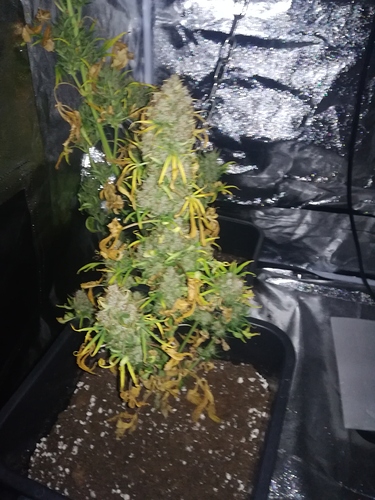 Growreport Bild 8