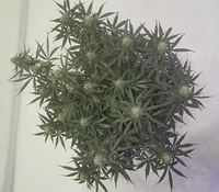 Growreport Bild 2