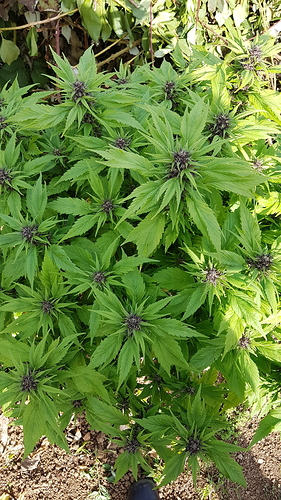 Growreport Bild 5