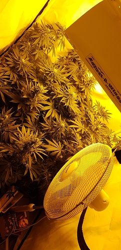 Growreport Bild 4