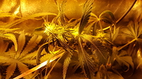 Growreport Bild 1